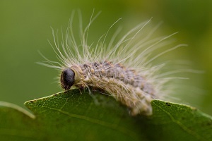 eikenprocessierups