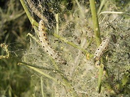 Een spinselweb met twee spinselmotrupsen met twee rijen stippen over de gehele lengte van hun lichaam
